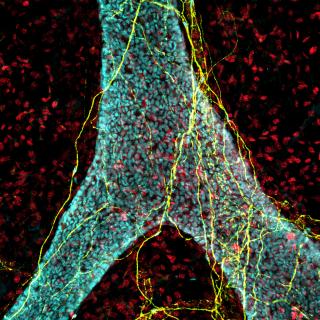 Microscopy image of adipose tissue lymphatic vessel (blue) innervated by peripheral nerves (yellow)