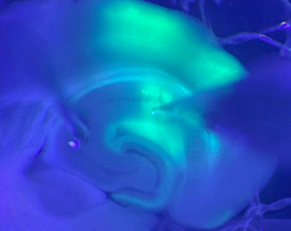 Laboratory image showing swirls of blue