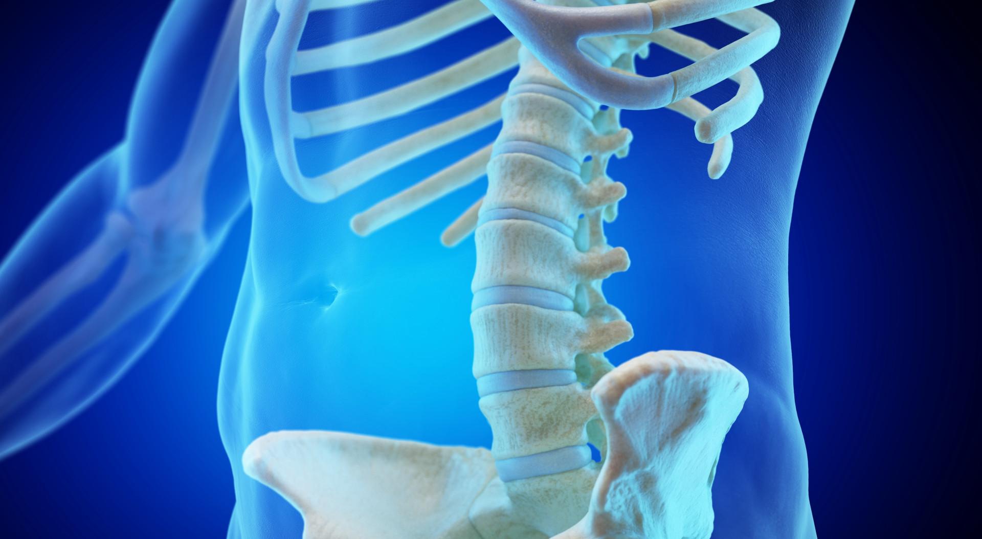Skeletal image of spine